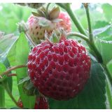 Malinojahoda - Framberry 