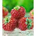 Malinojahoda - Framberry 