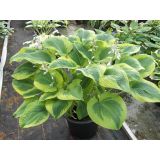 Hosta - Climax