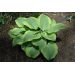 Hosta - Climax