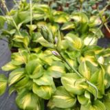 Hosta - Avocado