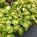 Hosta - Avocado