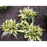 Hosta - Ripple effect