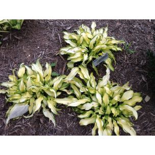 Hosta - Ripple effect