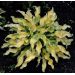 Hosta - Ripple effect
