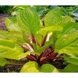 Hosta - Lemon Snap