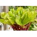 Hosta - Lemon Snap
