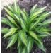 Hosta - Ayesha