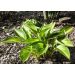 Hosta - Ayesha