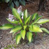 Hosta - Ayesha