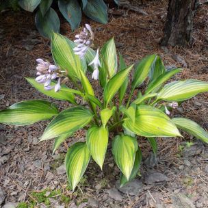 Hosta - Ayesha