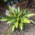 Hosta - Ayesha