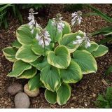 Hosta - Fragrant Bouquet