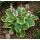 Hosta - Fragrant Bouquet
