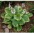 Hosta - Fragrant Bouquet