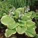 Hosta - Fragrant Bouquet