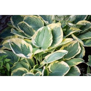 Hosta - Band of Gold