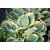 Hosta - Band of Gold