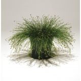 Isolepis - Live Wire