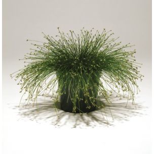 Isolepis - Live Wire