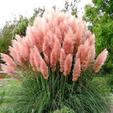 Cortaderia pampová - Rose Feather