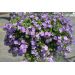 Bacopa - Yakima Giga Blue