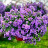 Bacopa - Yakima Giga Blue