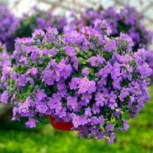 Bacopa - Yakima Giga Blue