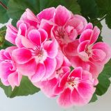Muškát vzpriamený - Spanish Wine Rose