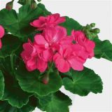 Muškát vzpriamený - Little Lady Pink
