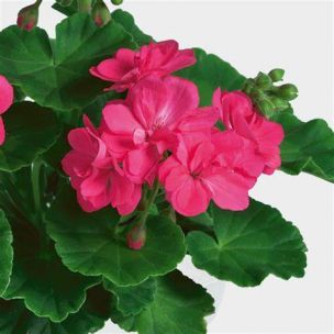 Muškát vzpriamený - Little Lady Pink
