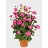 Muškát vzpriamený - Antic Pink