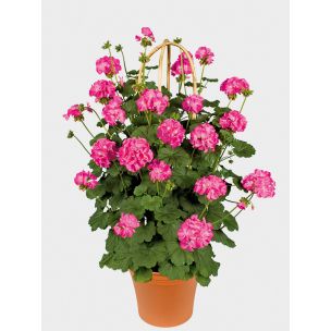 Muškát vzpriamený - Antic Pink