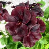 Muškát veľkokvetý - Aristo Black Velvet