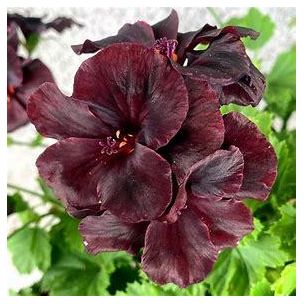 Muškát veľkokvetý - Aristo Black Velvet