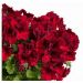 Muškát veľkokvetý - Aristo Deep Red