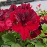 Muškát veľkokvetý - Aristo Deep Red