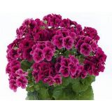 Muškát veľkokvetý - Candy Flowers Violet