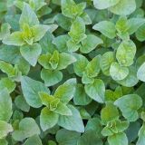 Oregano - previslé