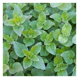 Oregano - previslé
