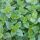 Oregano - previslé