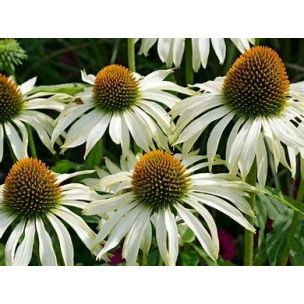Echinacea biela labuť - rastlina