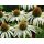 Echinacea biela labuť - rastlina