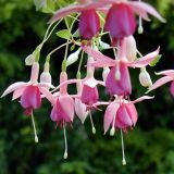Fuksia poloprevislá - Put´s Folly