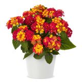 Lantana menlivá - Lantropic Magenta