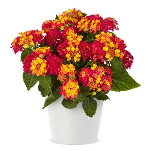 Lantana menlivá - Lantropic Magenta