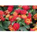 Lantana menlivá - Lantropic Magenta