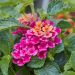 Lantana menlivá - Lantropic Magenta