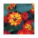 Lantana menlivá - Lantropic Magenta