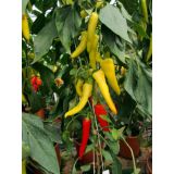 Paprika kozí roh sladká - Sora - priesada